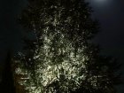 Von unten beleuchteter Baum konkurriert mit dem Mond